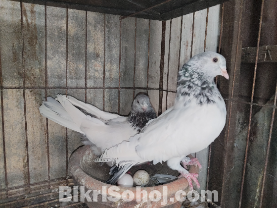 জিড়া গলা কষা